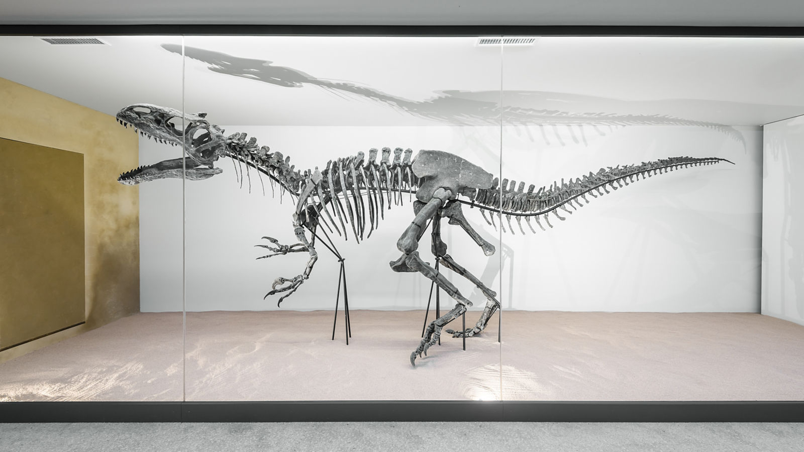 a skeleton of a dinosaur in a glass case