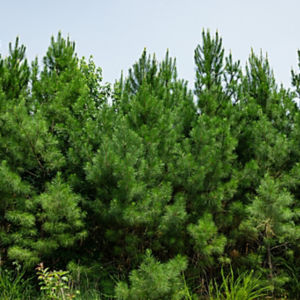 a group of trees in a forest