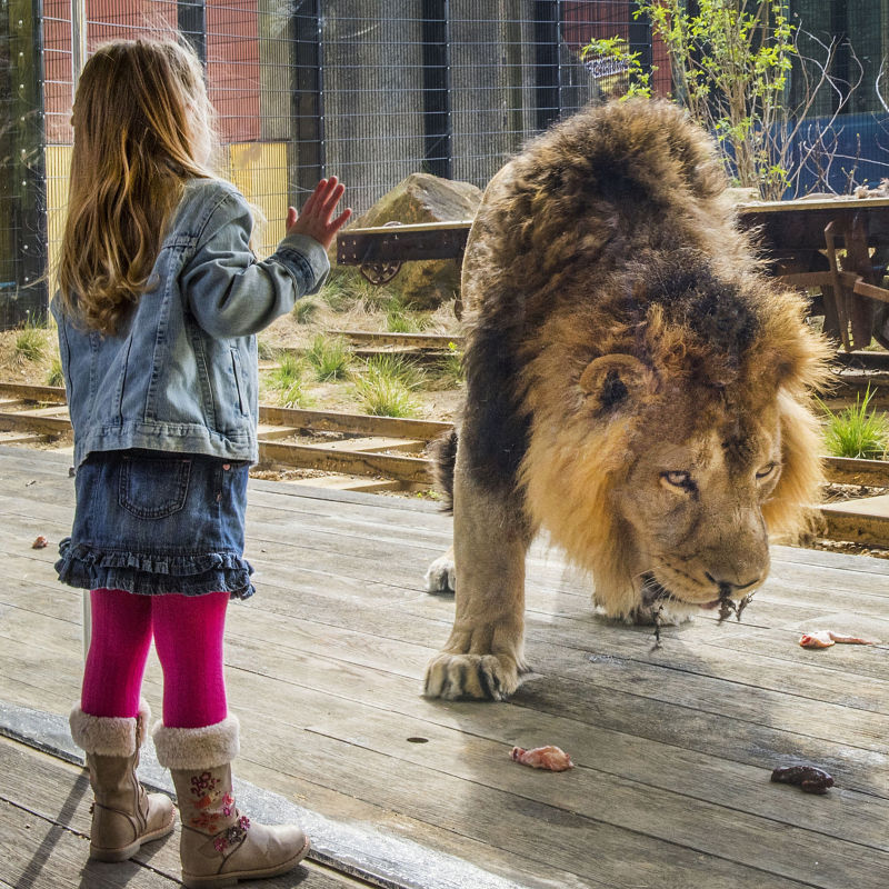 a girl standing next to a lion