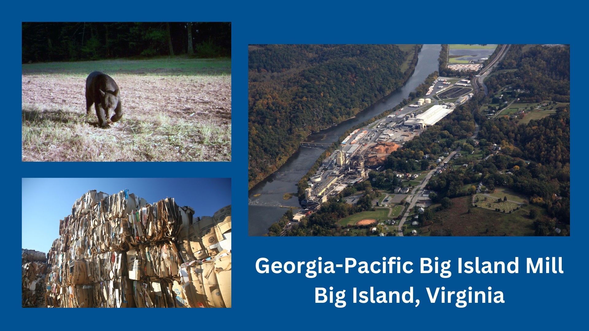 Photo collage of bear on Big Island property and Big Island Mill facility in Virginia. 