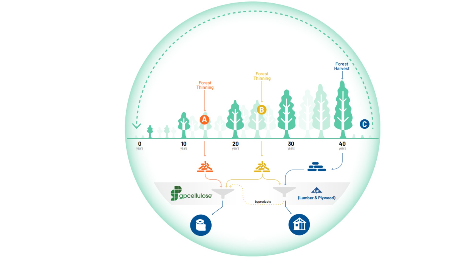 Image depicting how Georgia-Pacific uses the entire tree to create biomass that makes steam or heat to produce various products.