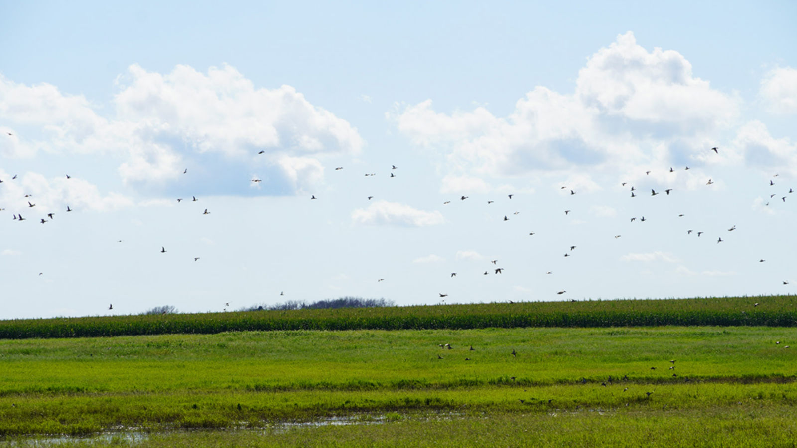 a field with birds flying over it