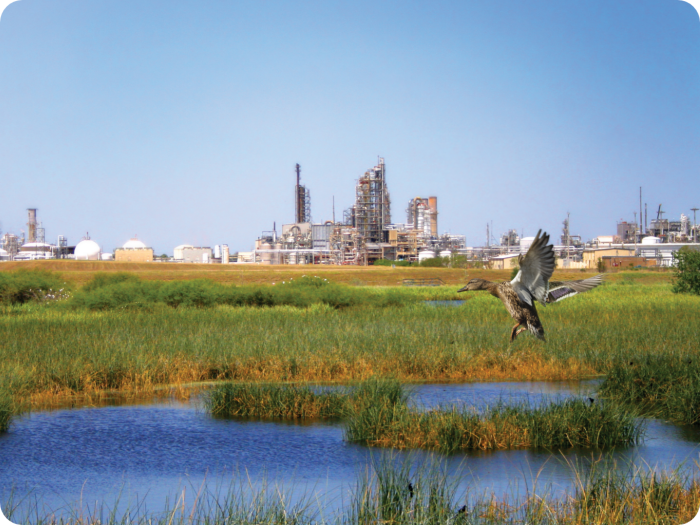 duck flying over pond with refinery in background