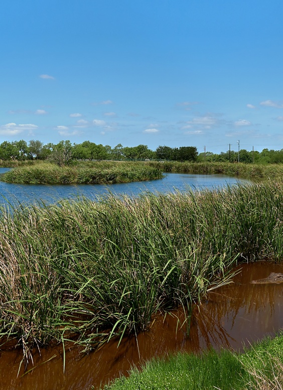 A winding marshland waterway curves through tall grasses and reeds under a bright blue sky. The scene shows calm water bordered by dense green vegetation and a narrow strip of brown, muddy shoreline. Trees and low brush line the distant horizon, suggesting a natural wetland or wildlife habitat. The overall atmosphere is peaceful and serene, highlighting the beauty of an untouched landscape.
