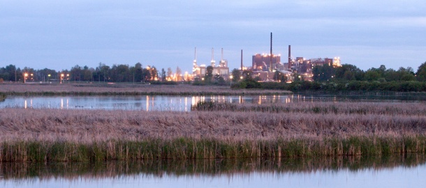 a water body with plants and a city in the background
