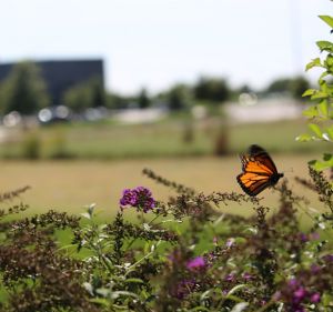 a butterfly on a flower