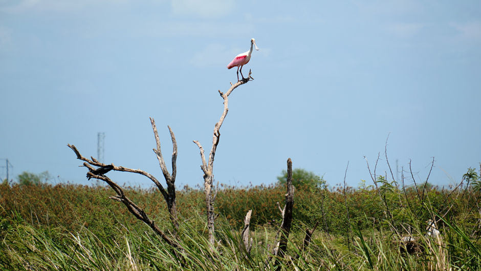a bird standing on a branch