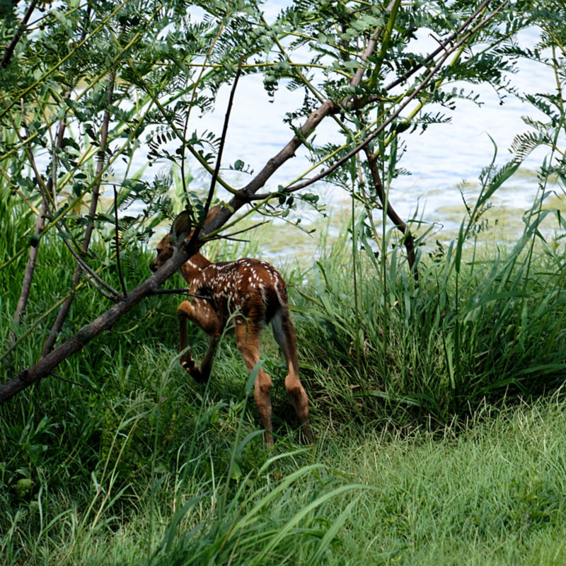 a deer running through tall grass