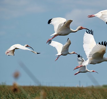 a group of white birds flying in the sky
