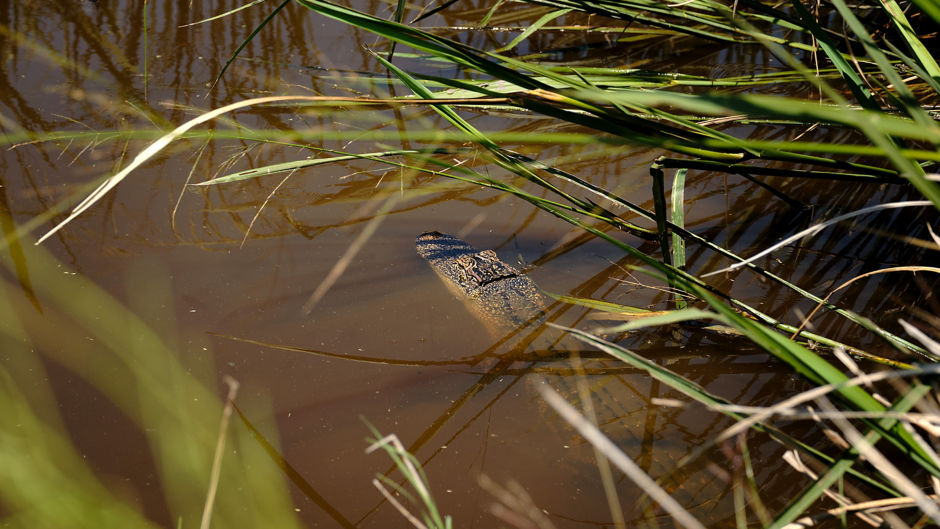 a crocodile in the water