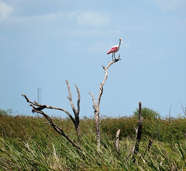 A roseate spoonbill stands atop a bare, dead tree rising above a marshland. Tall grasses and reeds fill the foreground, suggesting a wetland or coastal habitat. The bird’s pink and white plumage contrasts against the blue sky and distant vegetation. The overall scene feels calm and natural, emphasizing wildlife in its environment.