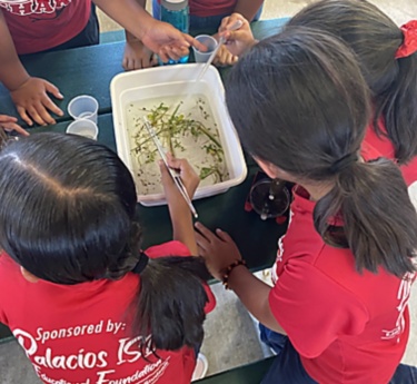 A group of children in matching red shirts gather around a white tray filled with water and aquatic plants. They use spoons and tools to closely inspect the contents, suggesting a hands-on science or nature lesson. The scene appears to take place indoors at a table, with cups and other materials nearby. Text on the shirts indicates sponsorship by an educational foundation, emphasizing a school or community learning environment.