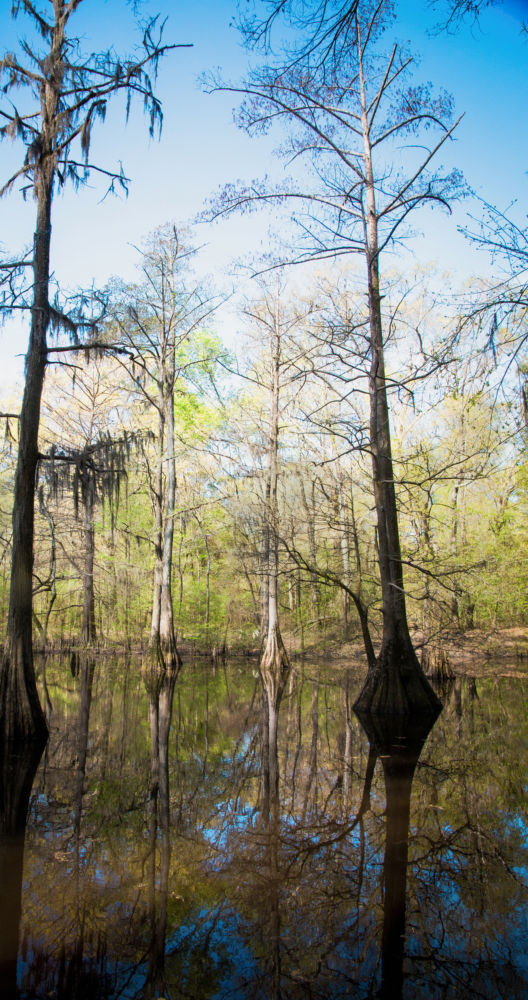 a swamp with trees in the water