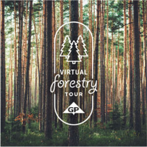 a group of trees in a forest