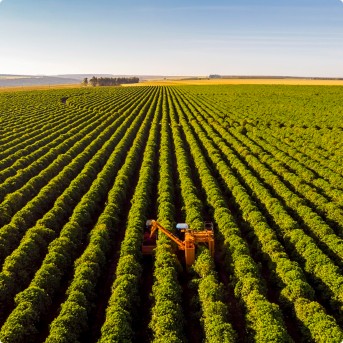 a large field of green plants