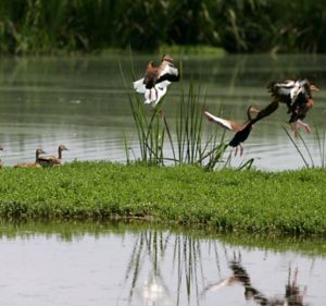 a group of ducks flying over a pond