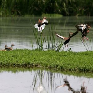a group of ducks flying over a pond