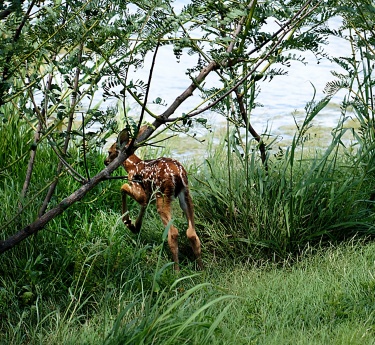 A young deer with white spots walks through tall green grass near a riverbank. Thin tree branches frame the animal as it moves away from the camera. The background shows calm water and lush vegetation, creating a natural, serene scene. The image emphasizes wildlife in a peaceful outdoor habitat.
